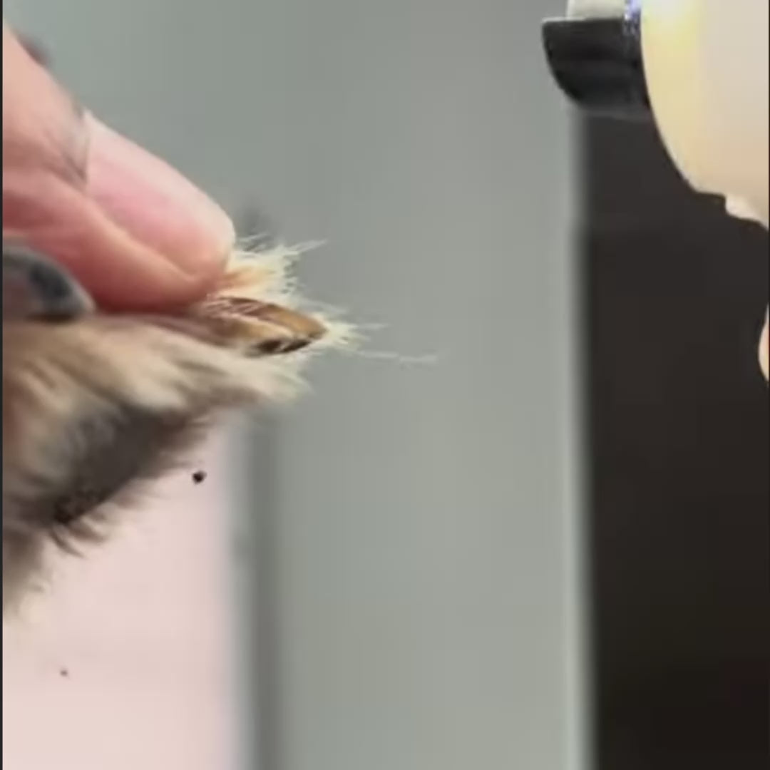 Vidéo